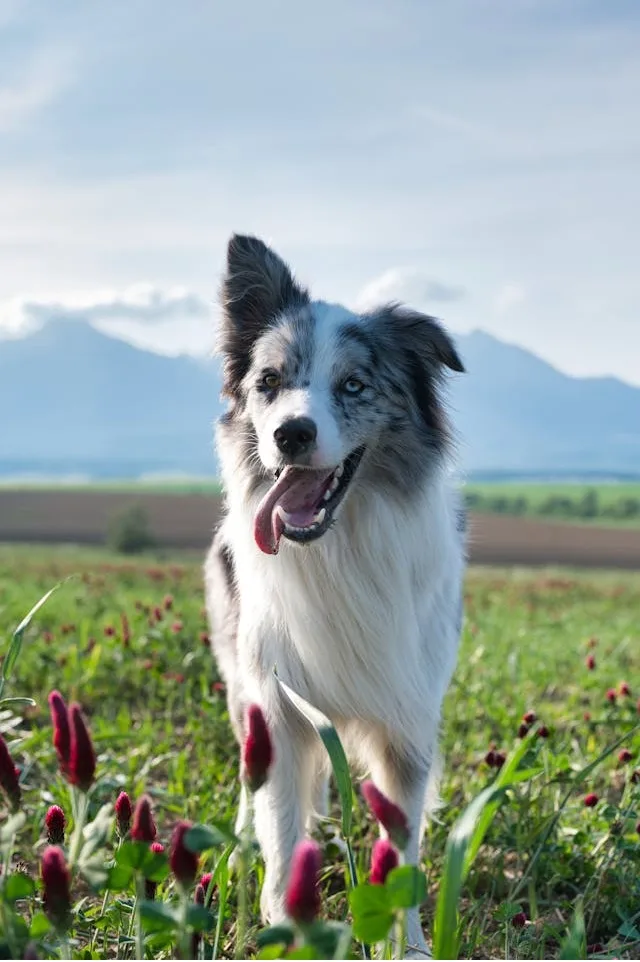 Chien type berger qui court sur l'herbe vers le photographe avec arrière plan flou de montagne