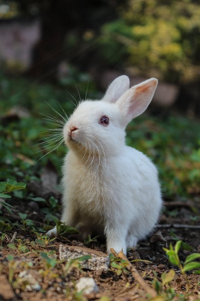 mignon petit lapin blanc dans la nature qui nous regarde