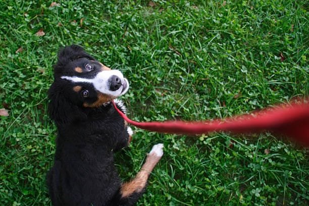 chiot en longe rouge qui nous regarde vu d'en haut sur fond d'herbe