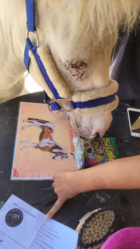 Atelier collectif Dans la Tête d'un Poney 2