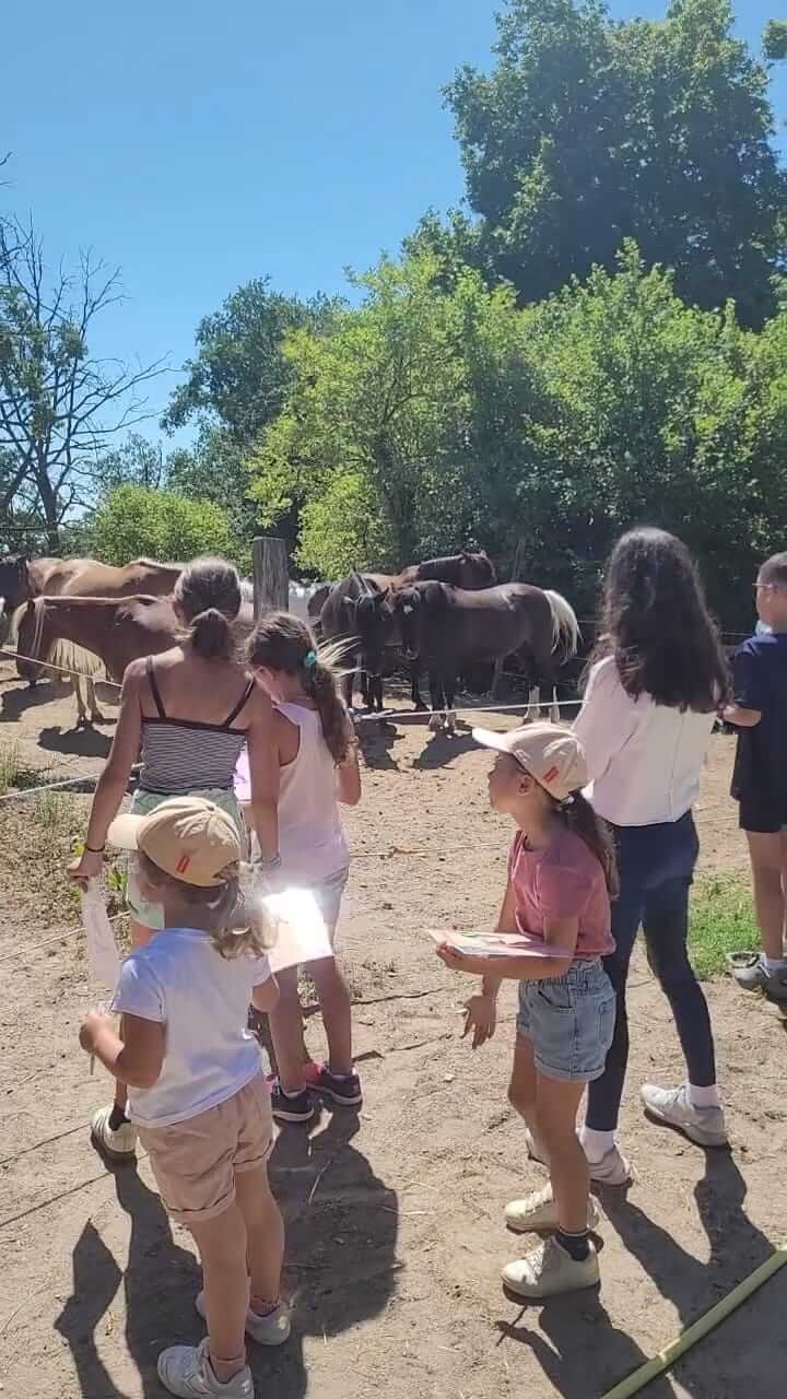 Atelier dans la tête d'un poney observation signaux de communication des poneys