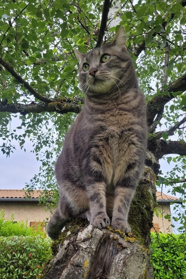 Charly dans le bouleau du jardin