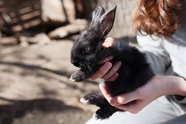 Gros plan petit lapin noir porté correctement dans les mains