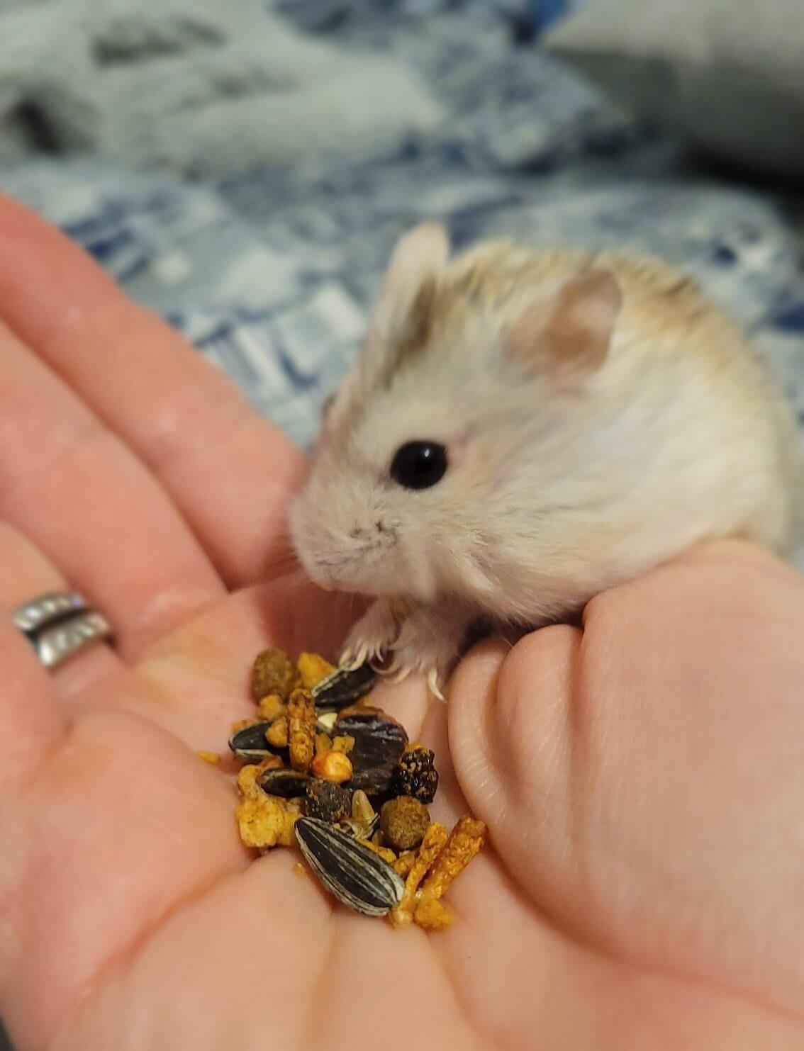 Mamie Neige hamster hybride crème