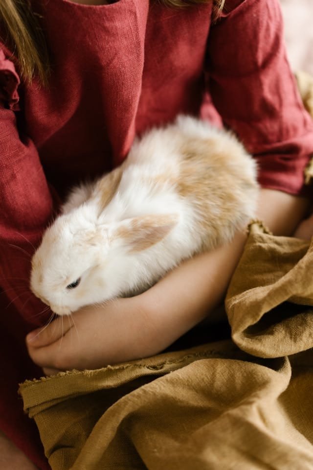bébé lapin mignon lové dans les bras d'un enfant dont on ne voit pas la tête