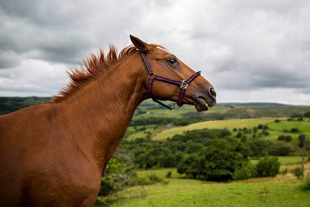 cheval alezan avec un licol dans un pré qui a peur Problématiques comportementales : bilan et suivi