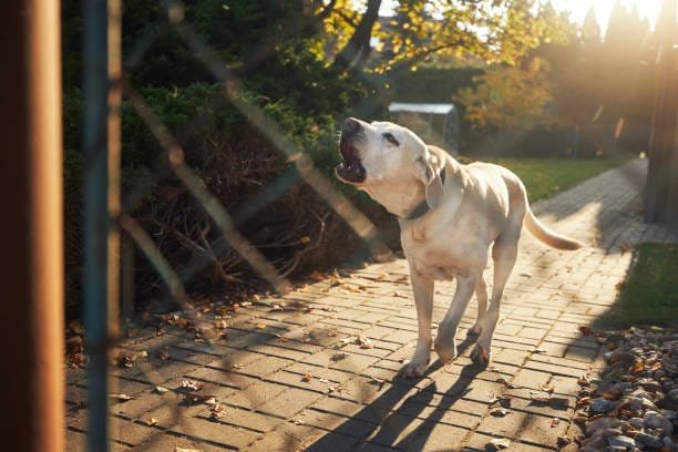chien blanc type berger qui aboit dans un jardin derrière un grillage