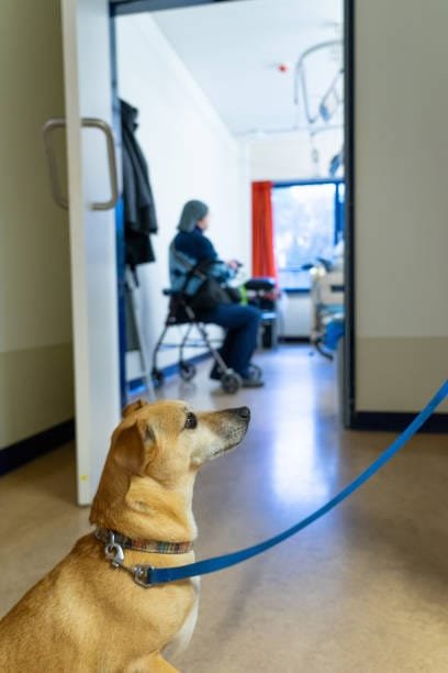 chien crème type golden en laisse dans le couloir d'un établissement de santé type hôpital