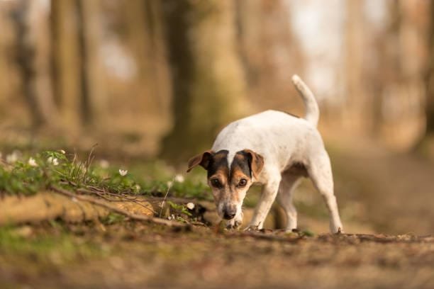 chien flairant le sol en forêt balades canines