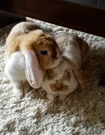 duo de lapin qui se toilettent garde d'animaux