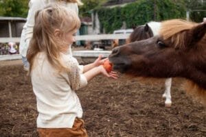 fillette blonde souriante donnant une carotte à un poney la tête allongée vers elle dans une carrière en liberté en ateliers éthologiques thématiques