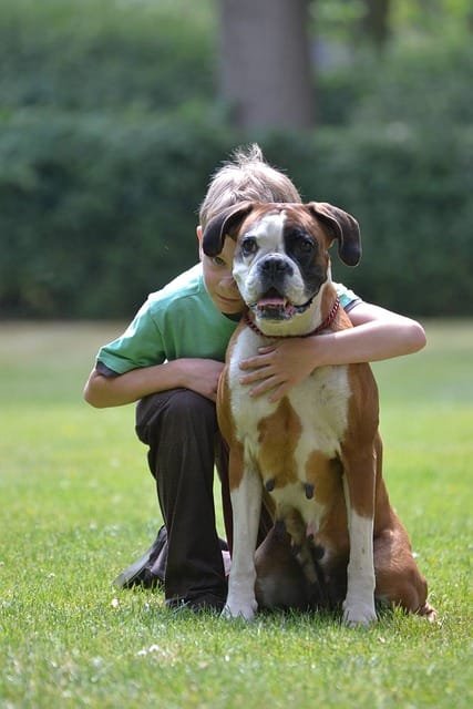garçon accroupi sur l'herbe derrière un chien boxer assis et l'enlaçant de son bras, arrière plan flou