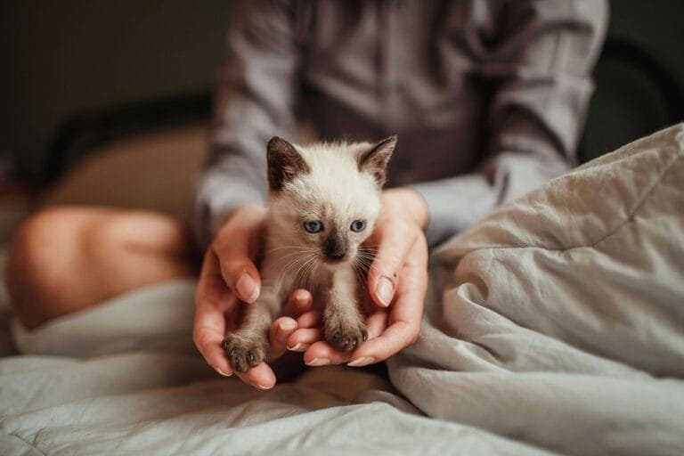 gros plan médian de chaton tenu délicatement dans les deux mains d'une femme floue en arrière plan accompagnement adoption