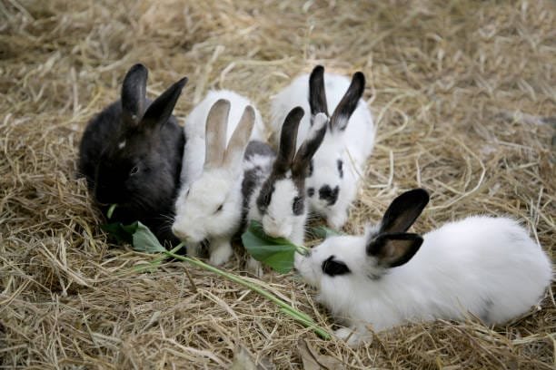 groupe de lapins un blanc, un noir et 3 bicolores blanc et noir sur de la paille