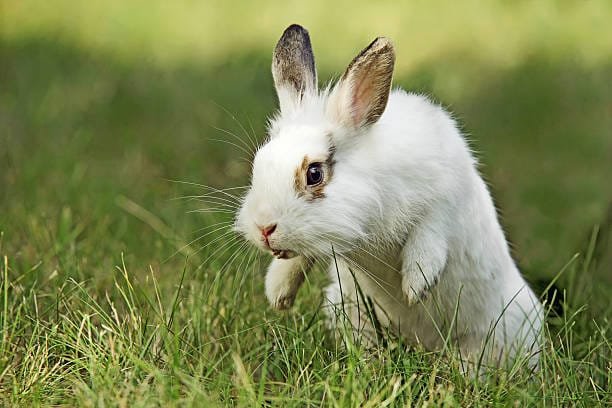 lapin dans l'herbe qui attaque