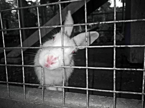 lapin qui mord des barreaux de cage