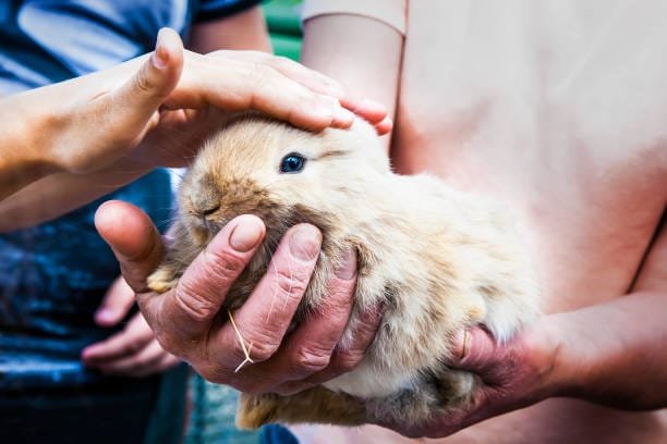 petit lapin beige crème tenu dans les mains et caressé par une autre personne