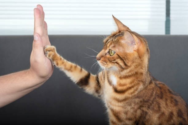 prévention griffure check humain avec un chat conférences et interventions