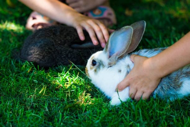 Lapin dans l’herbe verte avec les petits enfants et les lapins à l’arrière-plan flou