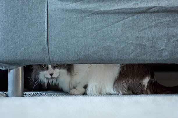 chat angora gris et blanc peureux caché sous un canapé