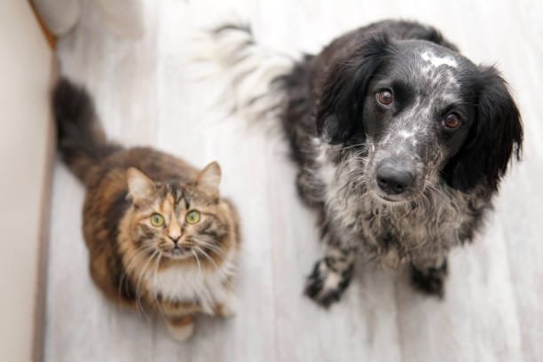 Partenaires​ d'anim'harmonie chat et chien assis regardant l'appareil photo vu de dessus