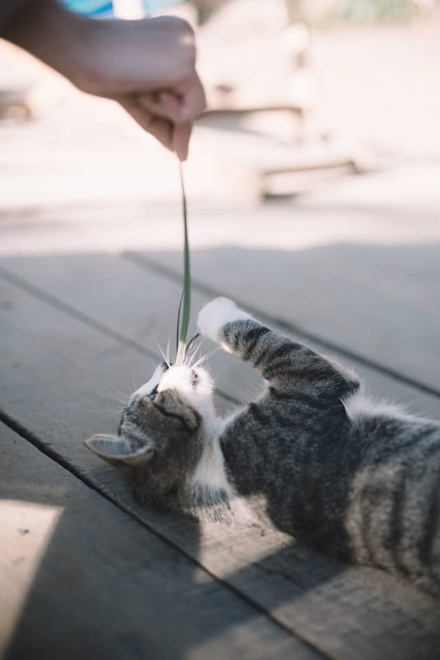 chat tigré argenté couché sur le sol