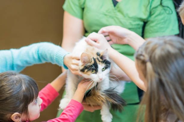 éthique animale chat
