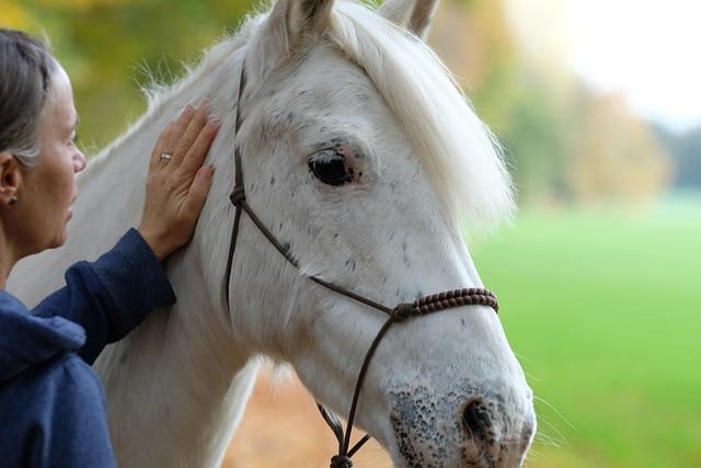 femme de profil la main posée doucement sur l'necolure d'un cheval blanc en licol éthologique