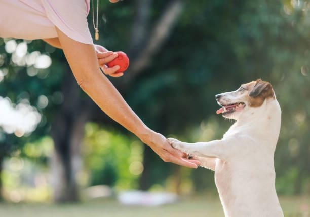 gros plan de profil d'une femme non identifiable avec les pattes d'un chien debout en face d'elle reposant sur une main tandis que l'autre tient une balle rouge