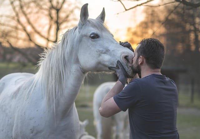 homme de dos avec tshirt et gants noirs embrassant le museau d'un cheval arabe blanc arrière plan flou couché de soleil sur la forêt