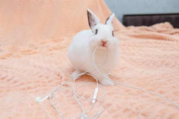 lapin blanc qui ronge les fils d'un écouteur