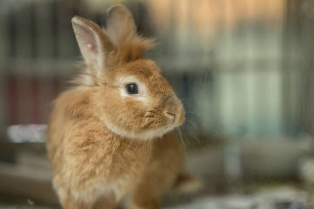 lapin fauve en gros plan dans une cage floutée à l'arrière
