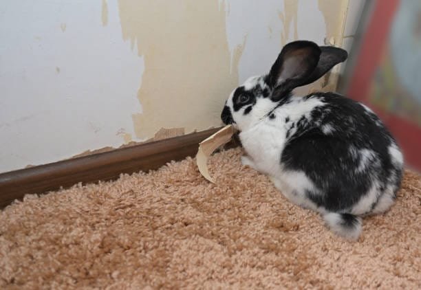 lapin géant noir et blanc mangeant du papier peint