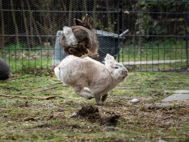 lapins mâles sautant lors d'une bagarre