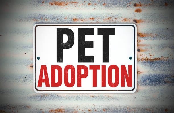 Pet Adoption Sign