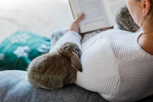 petit lapin gris posé sur l'accoudoir d'un canapé gris regardant une femme assise de dos en pull blanc en train de lire un livre
