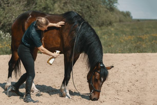 travail d'habituation au spray d'un cheval bai par une femme