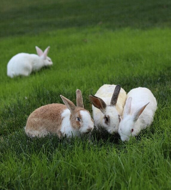 trio de lapin sur l'herbe avec un quatrième en arrière plan flou