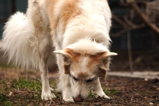 un chien blanc et brun reniflant le sol