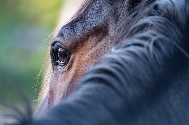 zoom sur l'encolure floue d'un cheval bai qui se retourne vers la gauche avec la mise au point sur son oeil