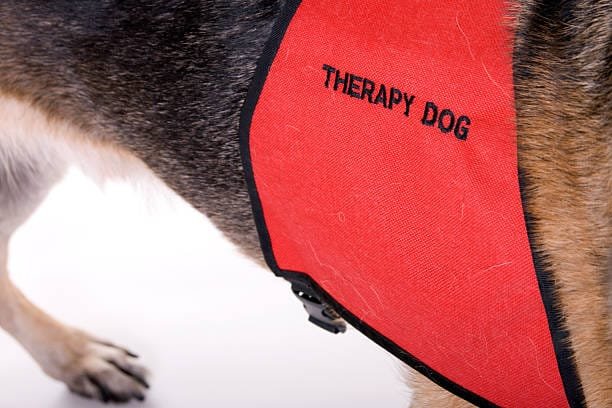 zoom sur l'inscription therapy dog sur le dossard d'un chien