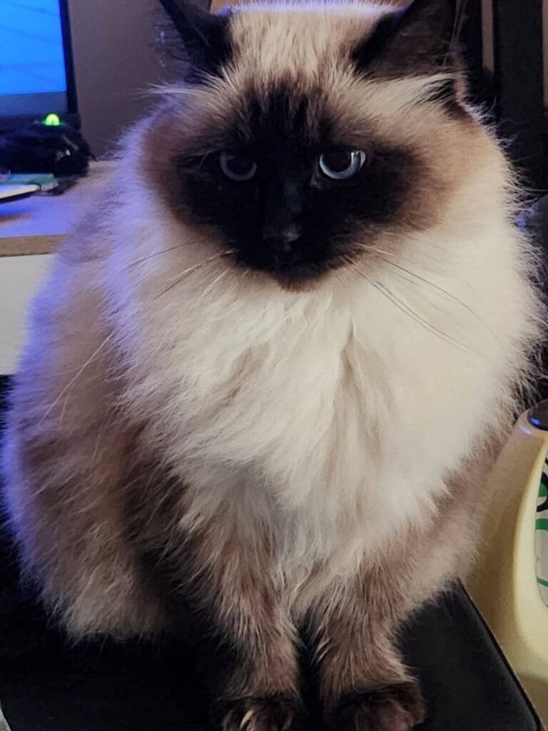 Agnès et Lili cliente Anim'Harmonie bilan et atelier chat