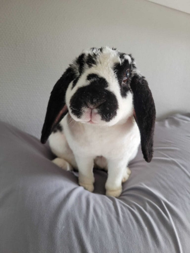 Alexane et Comète cliente Anim'Harmonie cohabitation lapin