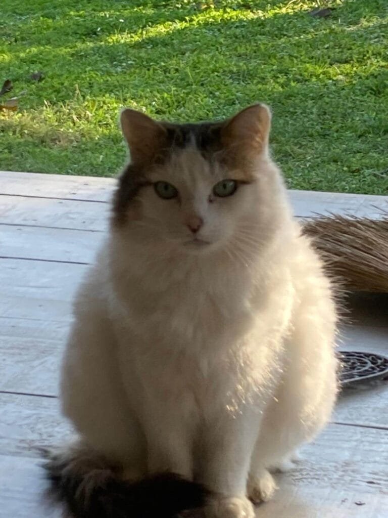 Aurore et Fripouille cliente Anim'Harmonie cat sitting