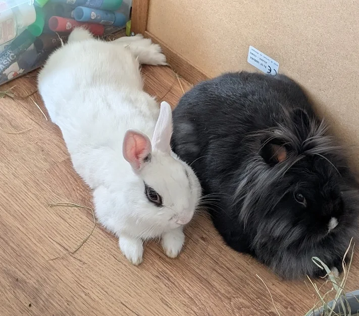 Bandi&Nala et Cindy cliente Anim'Harmonie famille d'accueil et cohabitation duo