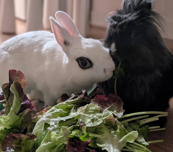 Bandi&Nala et Cindy cliente Anim'Harmonie - famille d'accueil et cohabitation duo