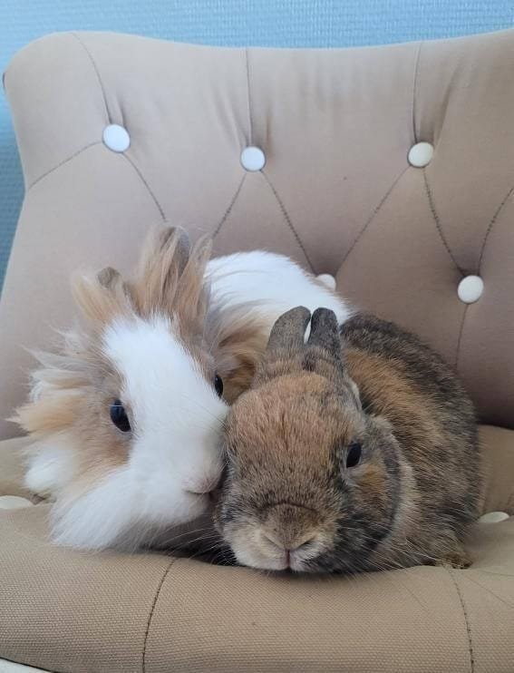 Câline et Flamme collés serrés cohabitation de lapins réussie