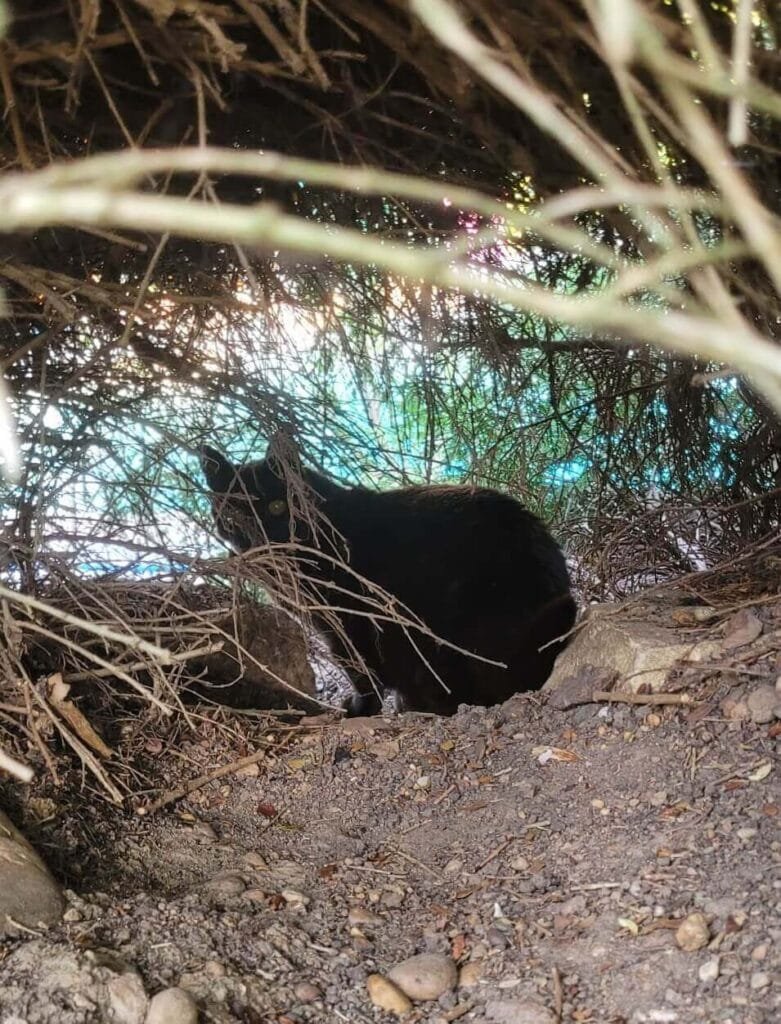 Capucine chatte Chantal cat sitting Anim'Harmonie