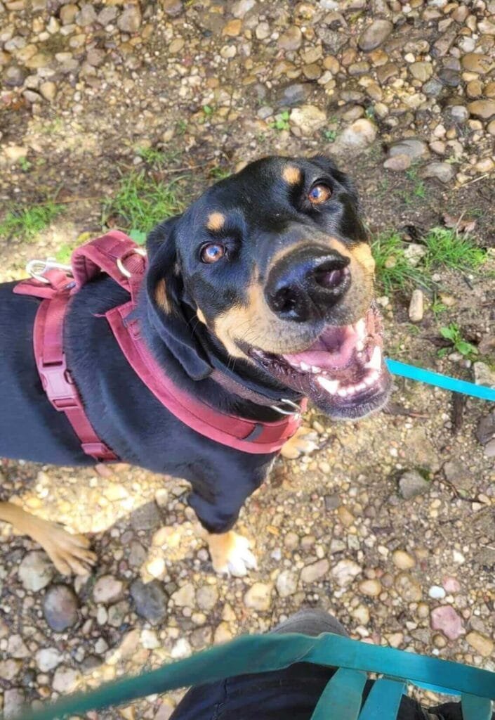 Dumbo chien d'Inès balade canine Anim'Harmonie