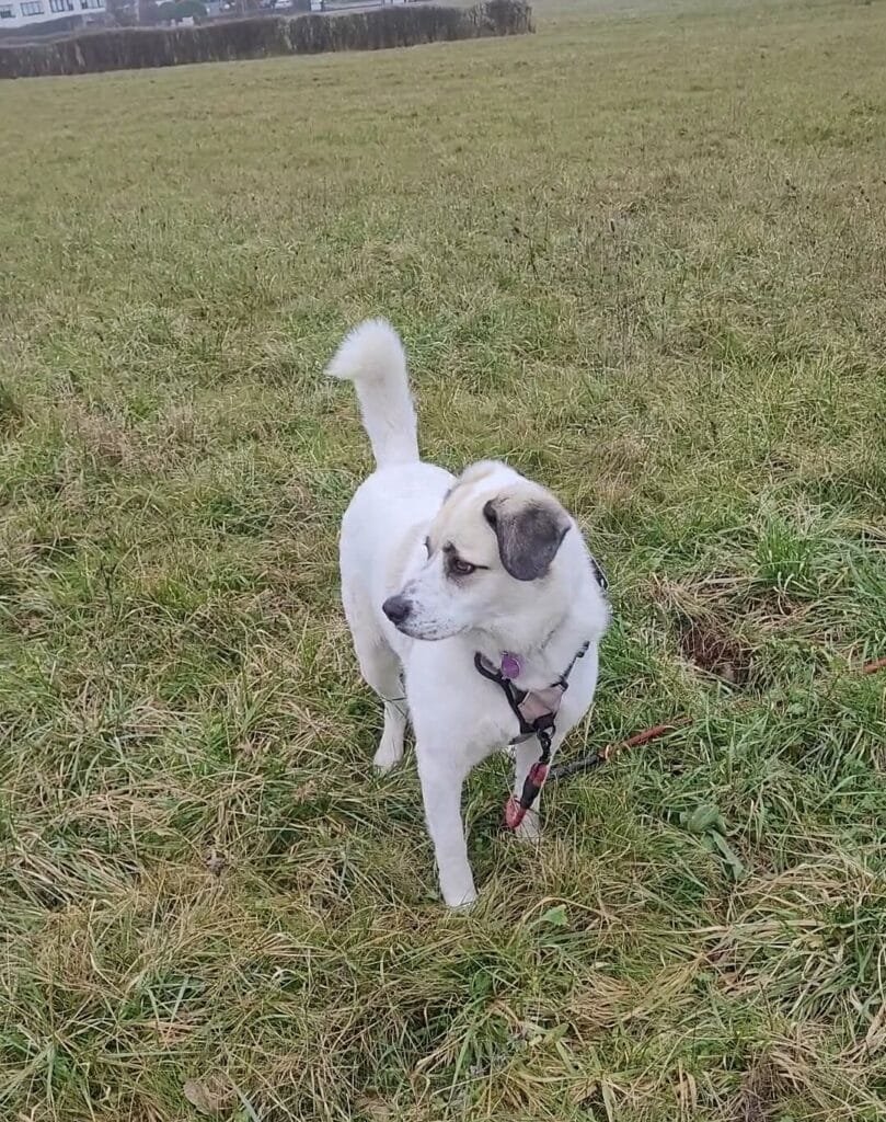 Estelle et Banquise cliente Anim'Harmonie bilan et suivi chien
